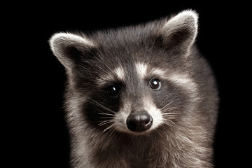 Obraz premium Closeup Portrait of Cute Baby Raccoon isolated on Black Background