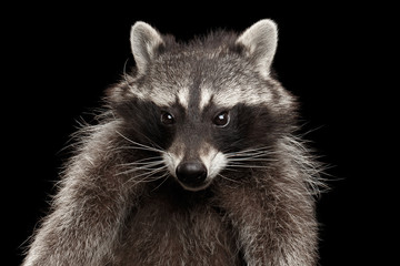 Fototapeta premium Closeup Portrait of Funny Raccoon Curious Looks isolated on Black Background, Front view