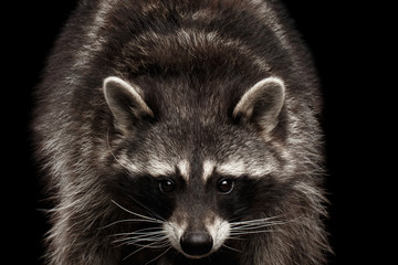 Closeup Portrait of Raccoon Gaze Looks isolated on Black Background, Front view