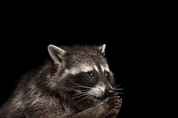 Closeup Portrait of Funny Raccoon Looks like he pray isolated on Black Background, Raising up paws