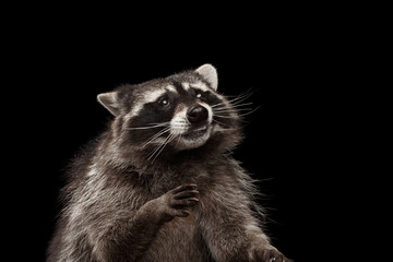 Closeup Portrait of Funny Raccoon Looks Curious Face isolated on Black Background, Raising up paws