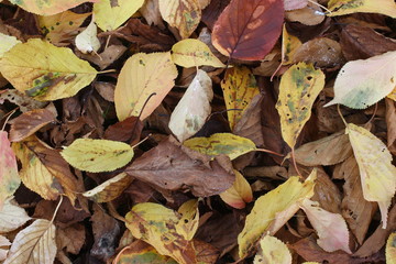 桜の木の落ち葉