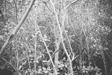 Close up tree branch in Mangrove forest in black and white tone,
