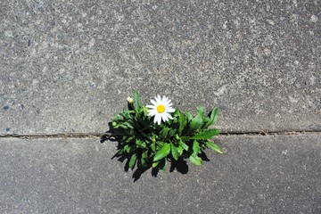 Beautiful and tough daisy grows in a crack in the pavement © octobersun