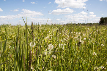 Field and grass in beautiful summer day