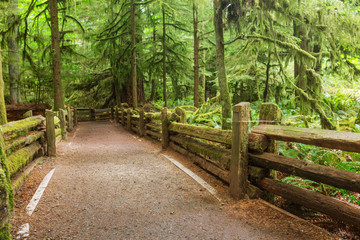 Vancouver forest