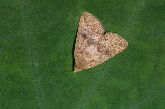 Garden Webworm moth with a green background