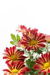 chrysanthemum in the pot