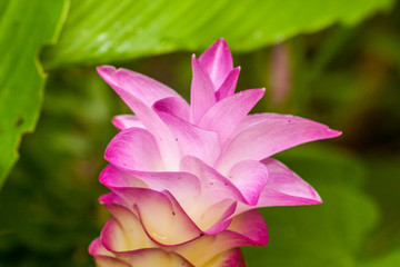 Fototapeta premium Flowers:Krajiao flower,Siam Tulip at Phichit thailand.