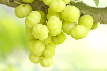 Star gooseberry on tree,Fruit in Thailand