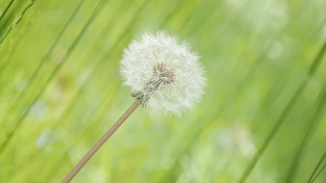 White mature Taraxacum flower in the field natural background 4K 3840X2160 UHD footage - Lonely dandelion flower bud in the green grass 4K 2160p 30fps UltraHD video