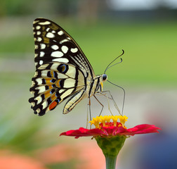 Closeup butterfly on flower