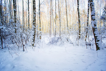 Naklejka premium Trees in snow in the winter wood. Latvia. Europe.