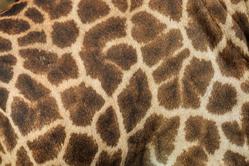 Leather giraffe,leather,giraffe,textured skin of giraffe, textured skin .