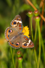 Common Buckeye