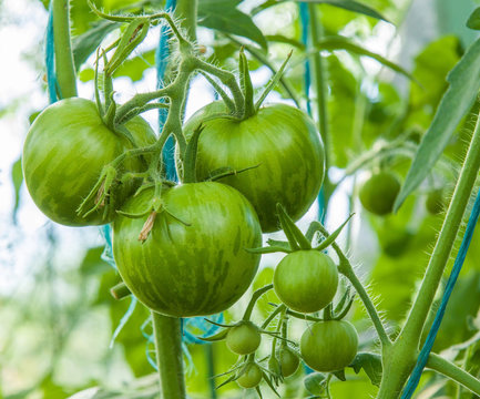 Large and small beautiful, unripe green tomatoes on a branch in the greenhouse in summer.
