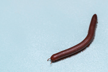 Siamese Pointy Tail Millipede
