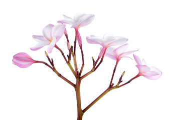 Obraz premium frangipani flowers