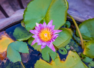 close up Purple waterlily or lotus flower in basin