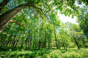 Forest trees. nature green wood sunlight backgrounds.