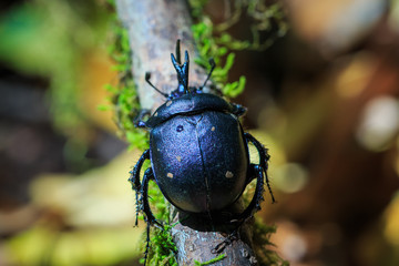 rhinoceros beetles (Enoplotrupes sharpi),Insects,beetle in Doi Inthanon National Park. Thailand