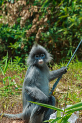 Monkey,monkey,animal.