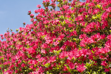 Obraz na płótnie Canvas 青空の下の濃いピンクのクルメツツジの花