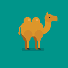 Camel vector flat illustration.