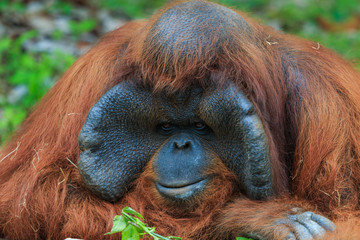 Orangutan ,Orangutan in zoo.