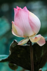 Lotus flower and Lotus flower plants © ownza