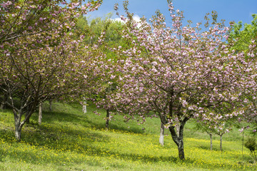 八重桜とウマノアシガタの花