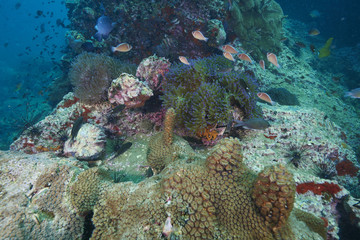 coral