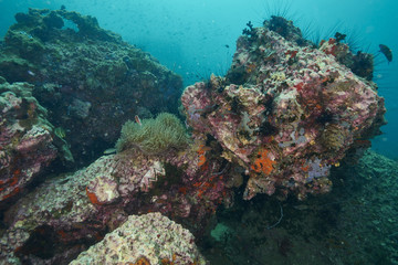 Plakat coral