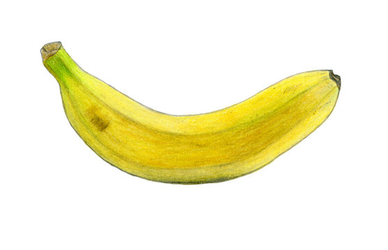Banana color sketch drawing