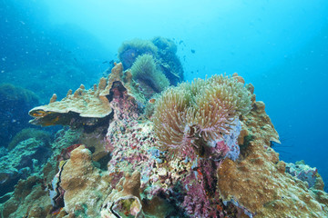 coral