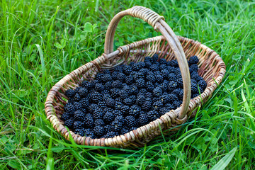 Fototapeta na wymiar blackberries in basket on grass