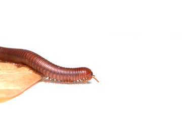 Siamese Pointy Tail Millipede
