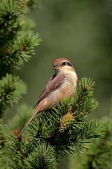 Siberian shrike (Brown shrike)