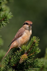 Siberian shrike (Brown shrike)