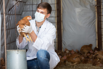 Veterinarian in mask holding brown chicken