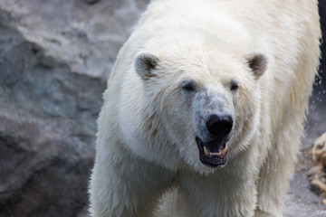 Thalarctos Maritimus (Ursus maritimus) commonly known as Polar bear