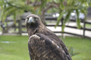 Close up of a golden eagle (Aquila chrysaetos)