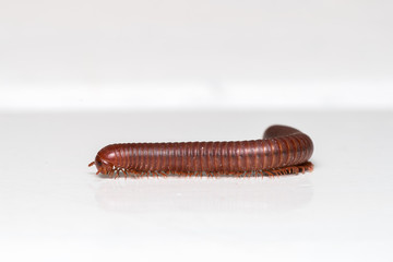 Siamese Pointy Tail Millipede
