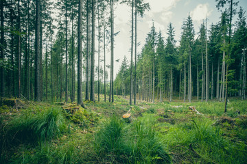 Fototapeta premium Green grass and tall trees in a forest