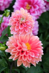 ピングのダリア