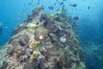 coral