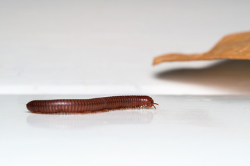 Siamese Pointy Tail Millipede
