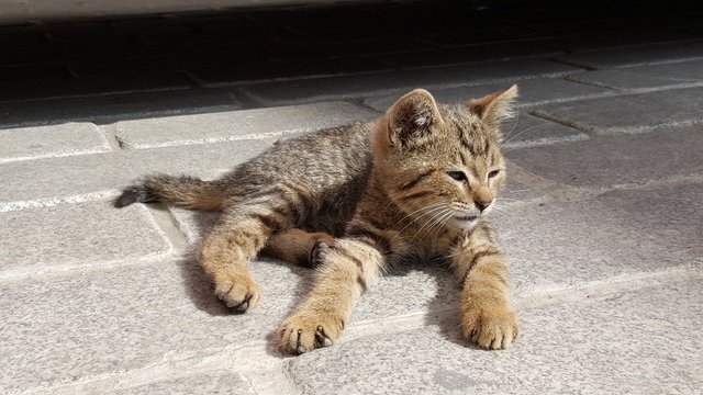 Sweet kitty psoing