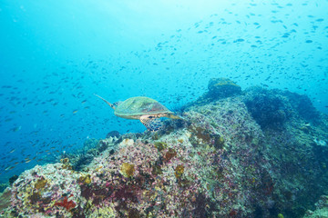 Obraz na płótnie Canvas Sea Turtle and reef coral