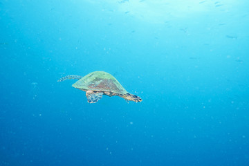 Obraz premium Sea Turtle and reef coral